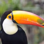 toucan